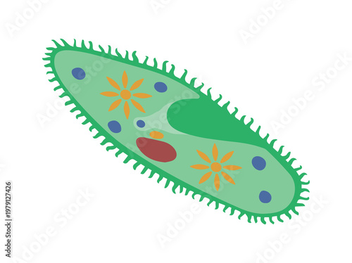 Paramecium Protozoa Clip Art Illustration
