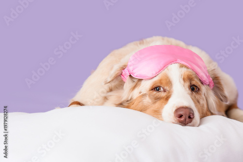 Quadro su tela Cute Australian Shepherd dog with sleep mask and pillow lying on lilac backgroun