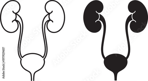 urinary system diagram kidneys ureters bladder medical line and silhouette icon set vector illustration