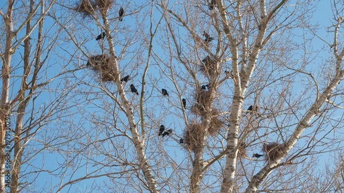 Birds thrive outdoors. Nestfilled treetops under blue sky. Active wildlife scene amidst leafy branches. Serene natural environment with bustling bird activity and nest details