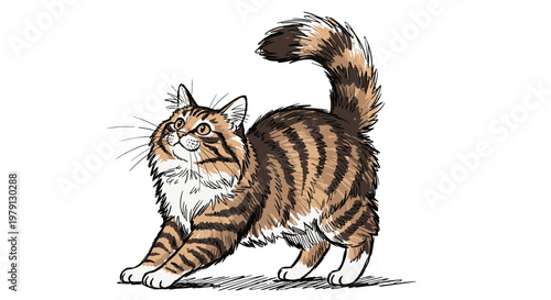 Illustrazione di un gatto soriano che si stiracchia guardando verso l'alto su sfondo bianco, disegno artistico di un felino domestico tigrato.