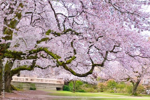 Pink cherry blossom in spring time. University of Washington. Seattle. USA