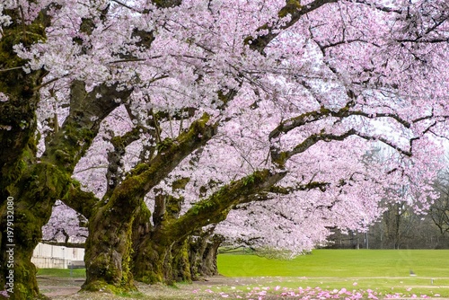 Pink cherry blossom in spring time. University of Washington. Seattle. USA