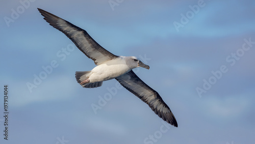 Albatross soaring with wide telephoto 100-400mm lens f6.3 graceful ocean flight wildlife scene