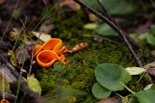 Hongos naranjas creciendo en el suelo verde del bosque.