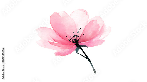 A watercolor painting of a pink flower with a stem