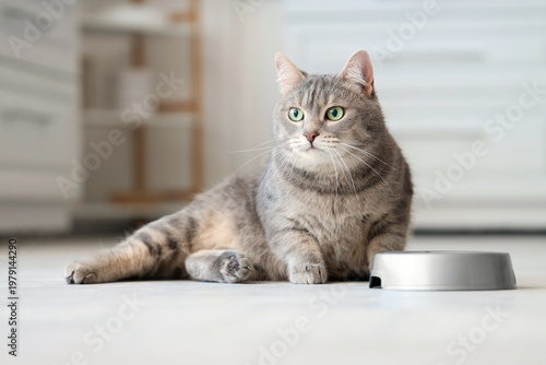 Adorable cat near bowl with...