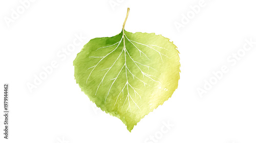 A leaf is shown in a watercolor style