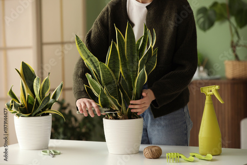 Woman cutting Sansevieria p...