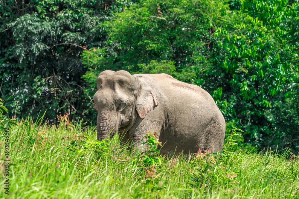 Obraz premium Its body is gray, its snout is called the trunk. The trunk of the Asian elephant has only one beak. Nakhon Ratchasima, Thailand.