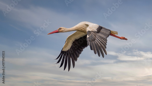 Stork in flight captured with 400mm lens at 1/1600s against clear sky background