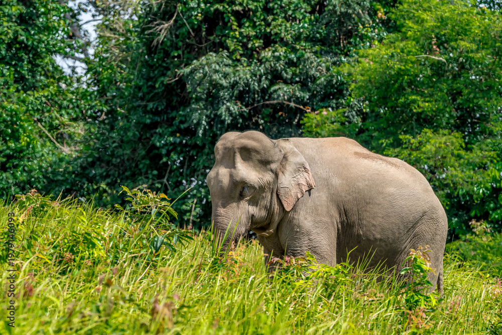 Obraz premium Its body is gray, its snout is called the trunk. The trunk of the Asian elephant has only one beak. Nakhon Ratchasima, Thailand.