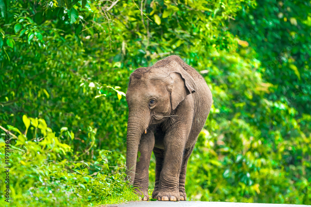 Fototapeta premium Its body is gray, its snout is called the trunk. The trunk of the Asian elephant has only one beak. Nakhon Ratchasima, Thailand.
