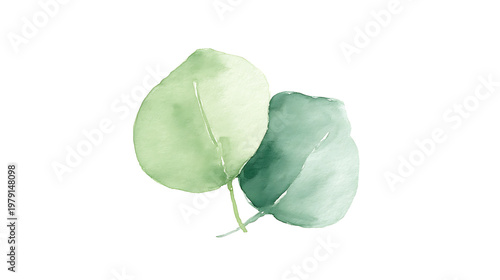 Two green leaves are painted on a white background