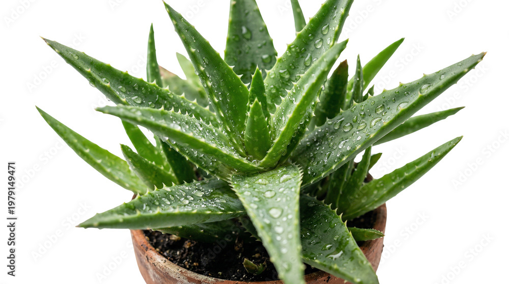 Fototapeta premium Isolated green aloe vera plant in a white pot features medicinal herbal leaves with a macro texture reminiscent of a succulent cactus or natural herb