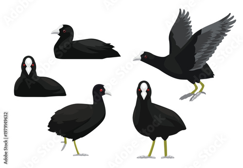 Coot Bird Poses Vector Illustration