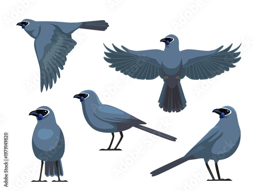 Kokako Bird Various Poses Cartoon Vector Character