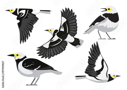 Black-Collared Starling Bird Poses Vector Illustration