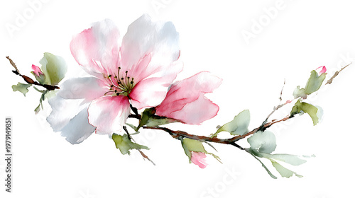 A pink and white flower is painted on a white background