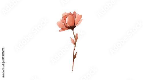 A flower is drawn in watercolor on a white background