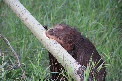 Wallpaper Mural Beaver Eating, Elk Island National Park, Alberta Torontodigital.ca