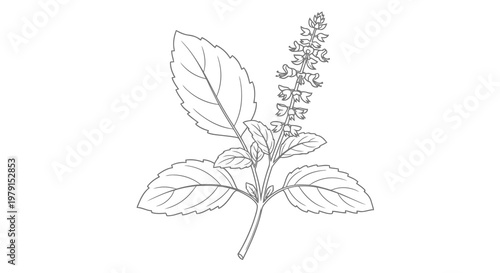 A simple line drawing of a plant with leaves and a flower spike.
