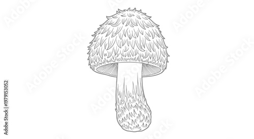 Detailed black and white illustration of a single mushroom with a spiky cap and textured stem.