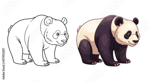 Panda Bear Line Art and Full Color Comparison