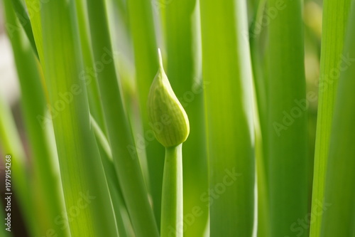 ネギ坊主ができたネギ