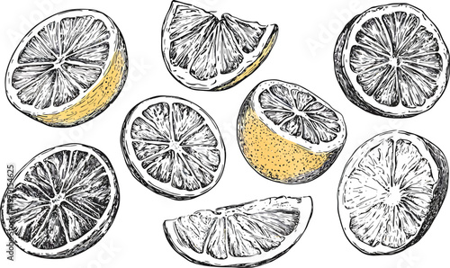Handdrawn illustration of fresh lemon slices and wedges.