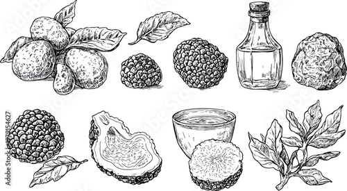 Handdrawn illustration of fresh truffles and basil leaves with olive oil.