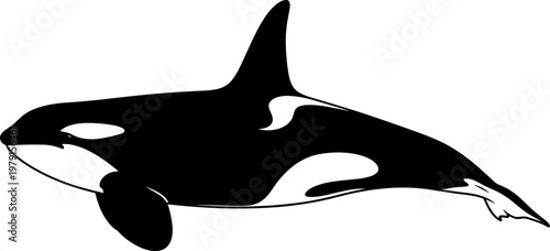 Black and white killer whale orca vector illustration silhouette isolated on white background for marine wildlife nature and aquatic animal design