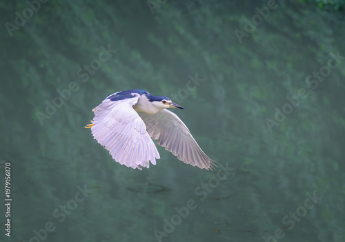 Foto black-crowned night heron flying in agreen background