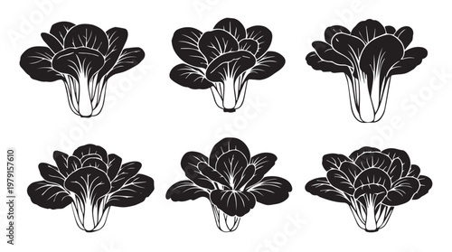 Bok Choy Vegetables in Silhouette against a White Background