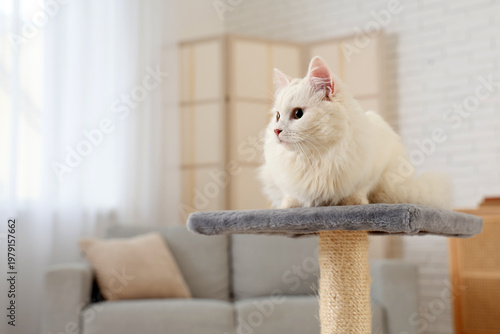 Cute white cat on scratchin...
