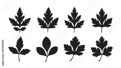Collection of Parsley Leaves Silhouettes Isolated on White Background for Design