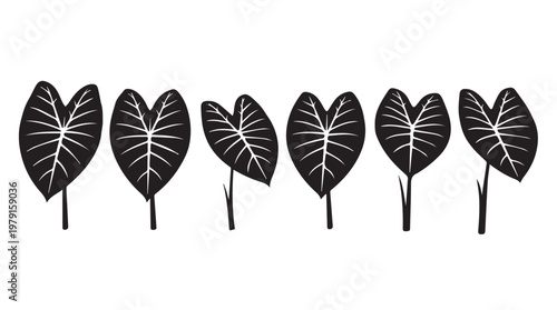 Colocasia leaves in a row during daytime with a white background