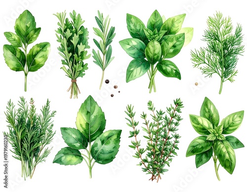 Variety of green leafy herbs plants.