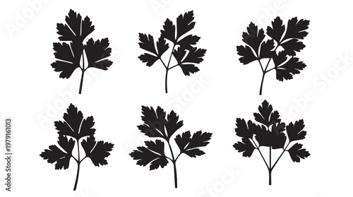 Parsley Leaf Silhouettes Against White Background for Culinary Design