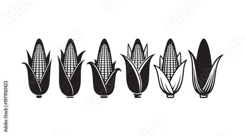 Row of fresh corn cobs in various stages of husk opening against white background