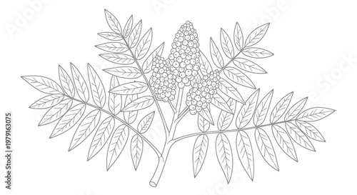 A detailed illustration of a plant with leaves and a flower