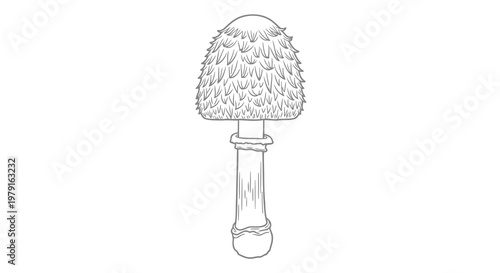 A detailed drawing of a mushroom with a spiky cap and a long stem.