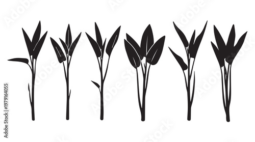 Young Soybean Sprouts Growing in a Row with Soft Natural Light