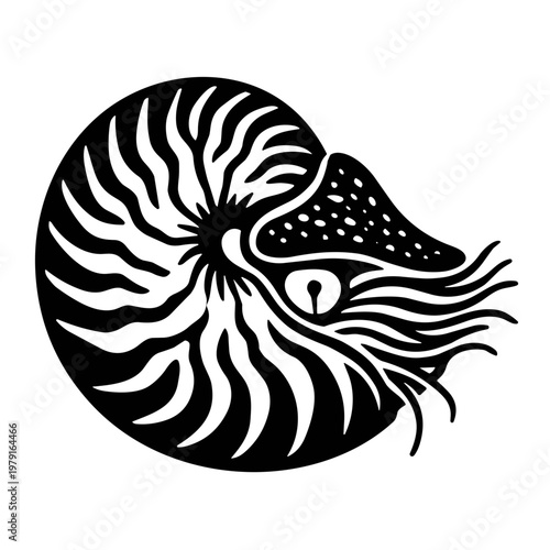 vector illustration of a nautilus shell