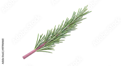 Single Rosemary Sprig