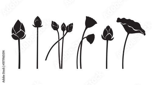 Black silhouette of lotus buds and leaves in a row on a white background