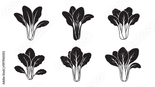 Bok Choy Greens in a Minimalist Silhouette Set Against a White Background