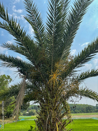 Photography khajur tree close up Photos