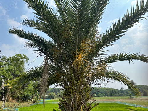 Photography khajur tree close up Photos