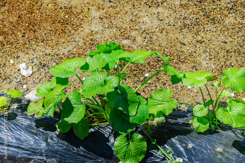 安曇野のわさび栽培　